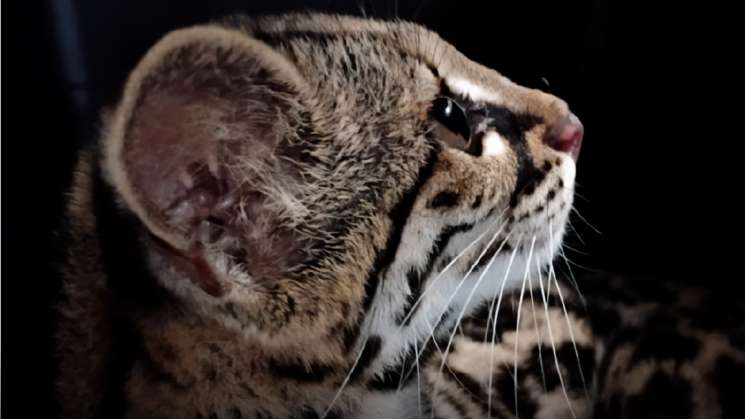 Rescatan en Oaxaca a hembra de tigrillo en cautiverio ilegal; especie está en peligro de extinción