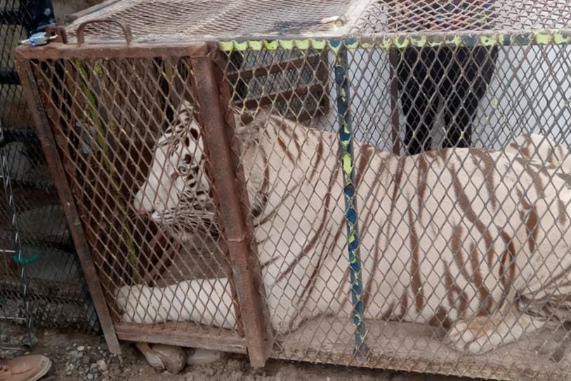 Aseguran a un tigre de Bengala y un cocodrilo dentro de un autolavado en Ciudad Juárez