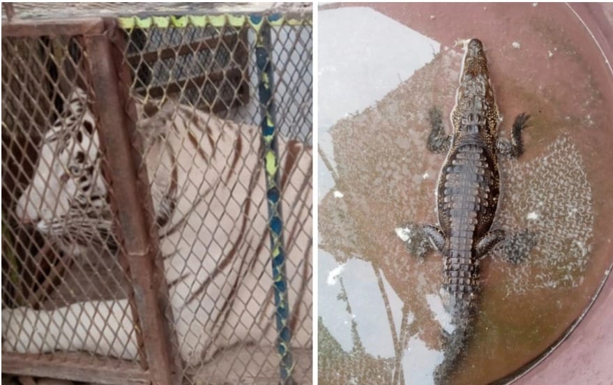 Profepa asegura a un tigre de Bengala y un cocodrilo mantenidos en un autolavado de Ciudad Juárez