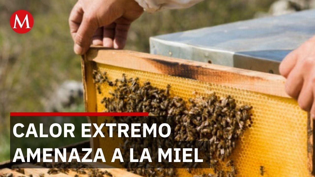 Crisis apícola en Jalisco: Cambio climático y temperaturas extremas amenazan la producción de miel