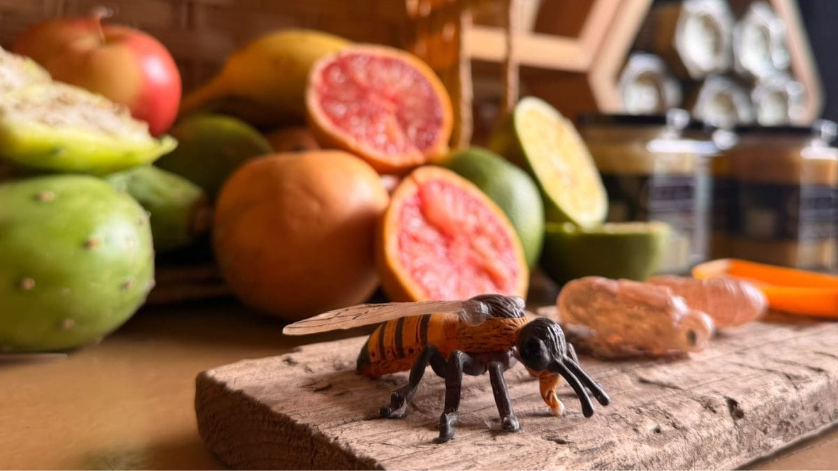Calor extremo y miel apócrifa amenazan la supervivencia de la apicultura en Jalisco