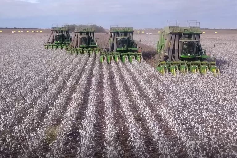 Refuerzan los controles sobre el deslinte de semillas de algodón incorporando cámaras e inteligencia artificial