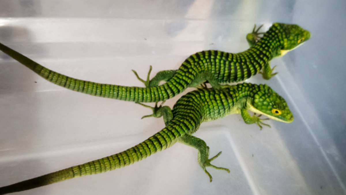 Detienen a mexicano en Tokio por traficar 200 "dragoncitos" ocultos en calcetines