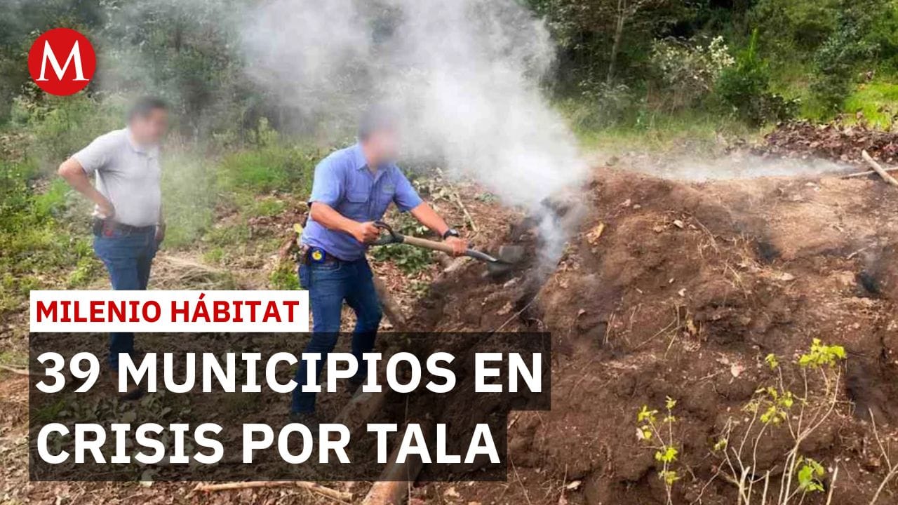 Profepa intensifica operativos contra la tala ilegal en 39 municipios del Estado de México