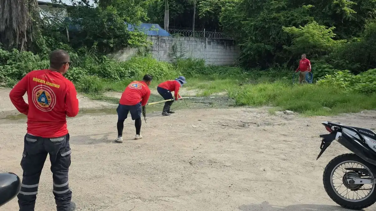 Capturan a enorme cocodrilo que deambulaba por las calles de Villa Las Flores en Puerto Vallarta