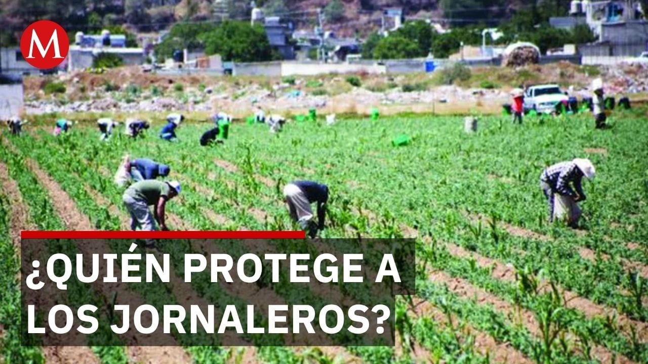 Suprema Corte rechaza amparo de empresas agrícolas y ratifica la protección de 4.7 millones de jornaleros