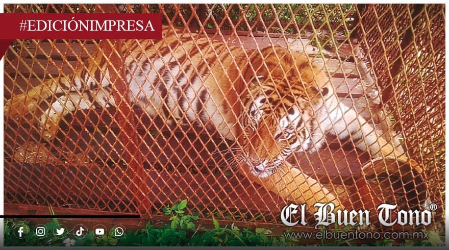Muerte de la tigresa Tímida expone negligencia y omisiones de Profepa y Semarnat en Orizaba