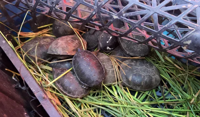 Aseguran 95 ejemplares de fauna silvestre protegida en carretera de Chihuahua; hay dos detenidos