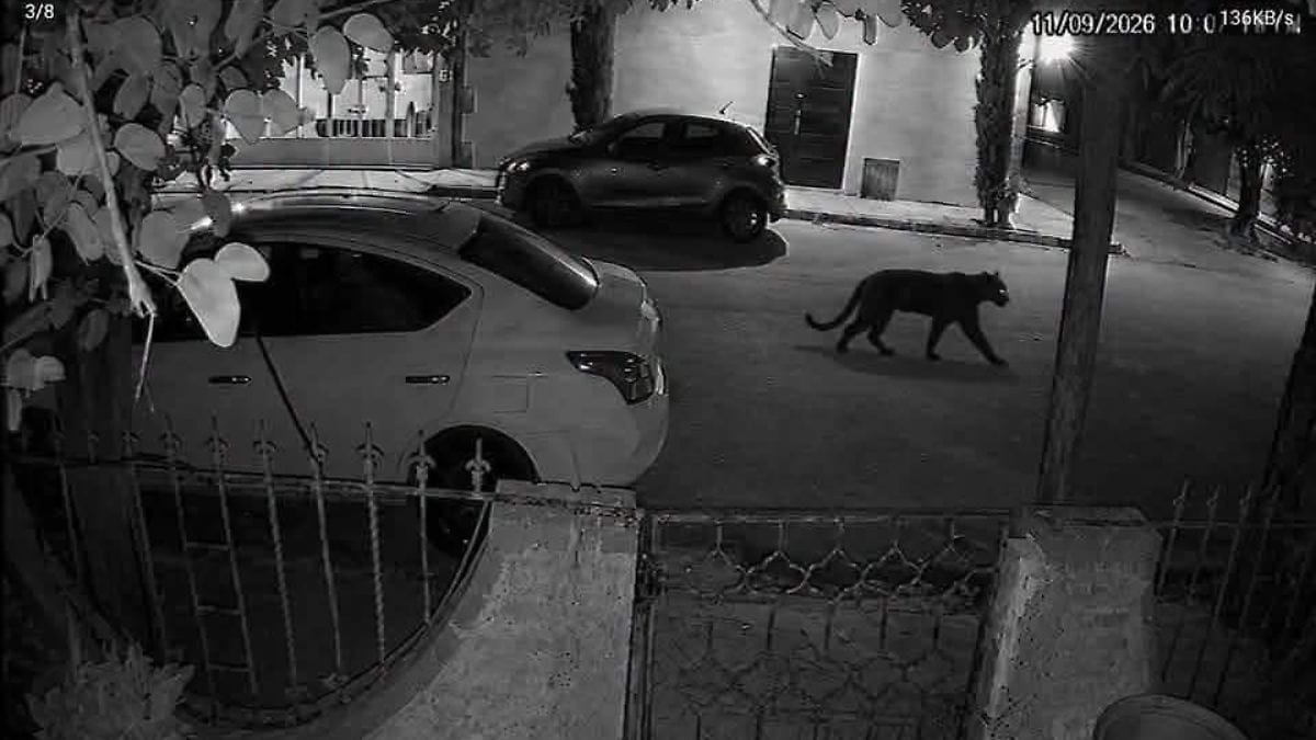 Profepa desmiente la captura de la pantera en Lerdo; continúa operativo de búsqueda