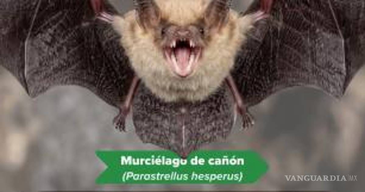 Documentan ocho especies de murciélagos clave para el ecosistema en Maderas del Carmen, Coahuila