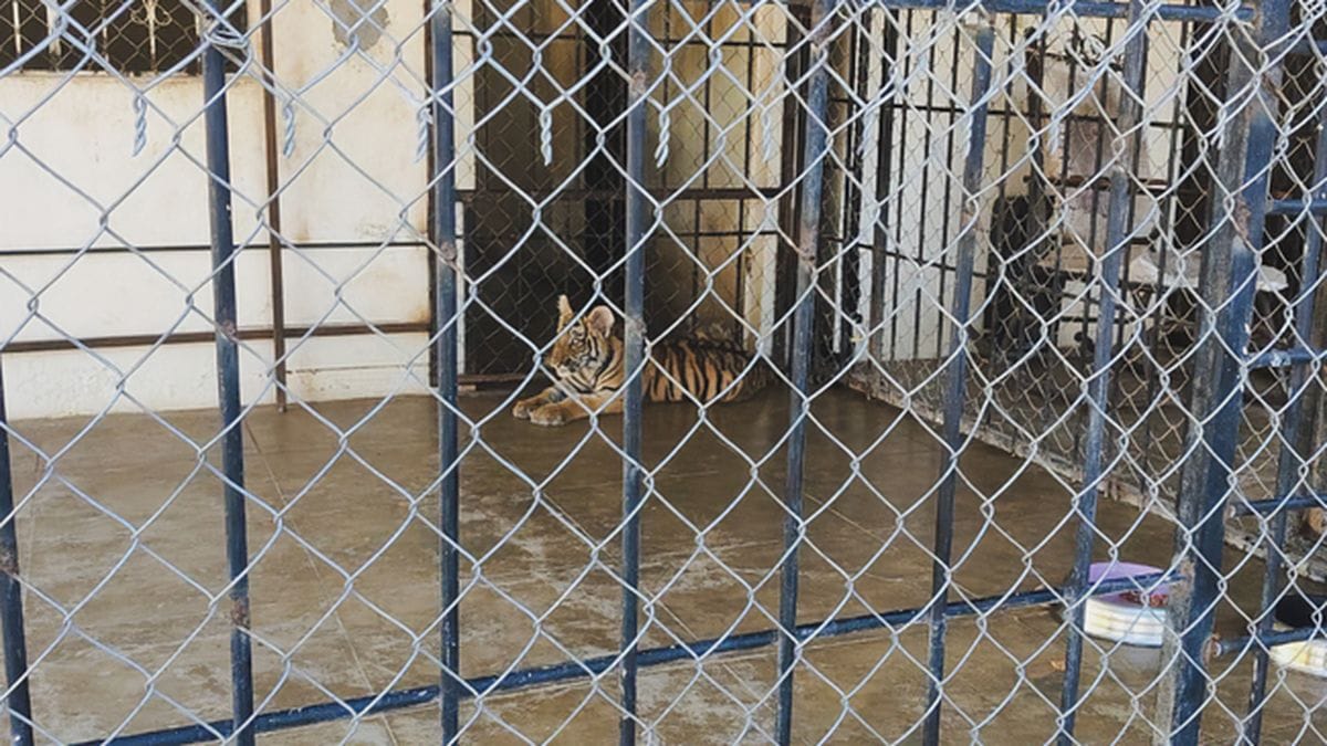 Profepa asegura dos tigres de Bengala hallados en un domicilio particular de Mazatlán