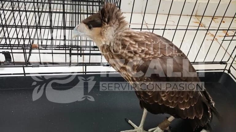 Resguardan y canalizan ante la Profepa a dos aves silvestres rescatadas en Cuautitlán Izcalli