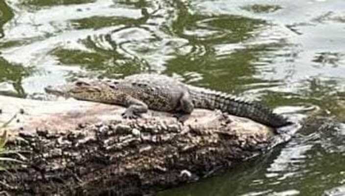 PROFEPA y Puebla Verde capturan al cocodrilo 'Fugaz' en la laguna de San Baltazar