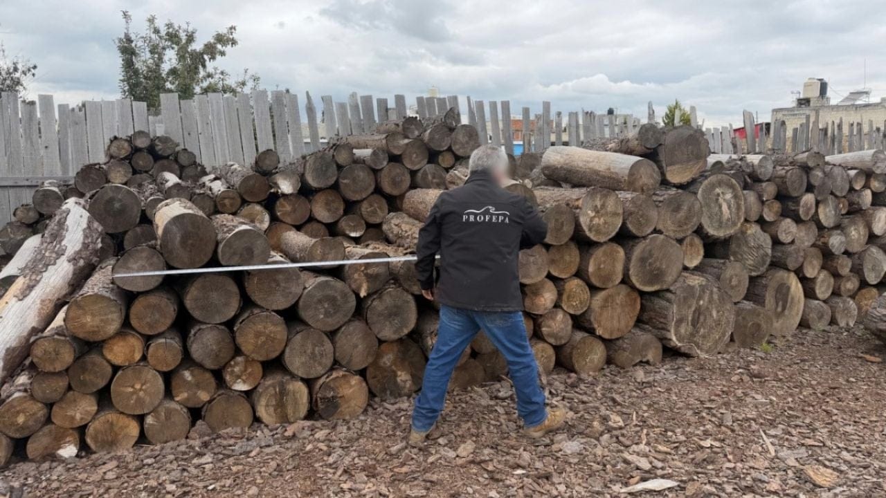 Profepa asegura más de 156 m³ de madera ilegal y clausura aserradero en el Nevado de Toluca