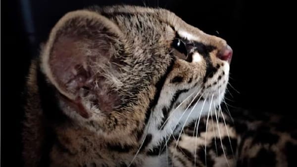 Rescatan en Oaxaca a hembra de tigrillo en cautiverio ilegal; especie está en peligro de extinción