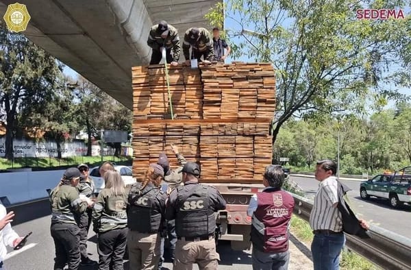 Decomisan en Tlalpan tráiler con casi 58 metros cúbicos de madera ilegal procedente de Guerrero