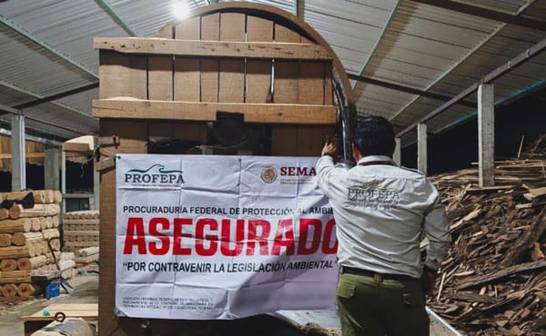 Profepa clausura centros forestales y asegura más de 700 metros cúbicos de madera en Chiapas