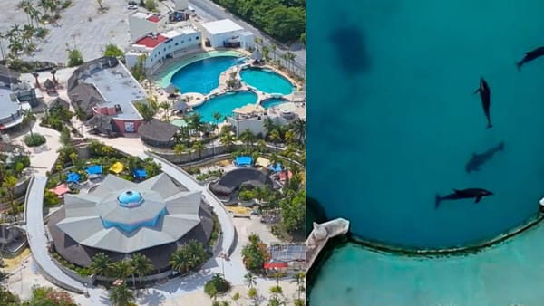 Profepa definirá el destino de nueve delfines tras clausura de delfinario en Cancún