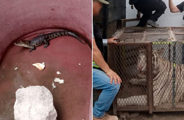 Rescatan a tigre de Bengala y cocodrilo de pantano ocultos en un autolavado de Ciudad Juárez