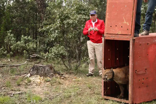Profepa reintegra a su hábitat a un gato montés rescatado en una vivienda de Los Cabos