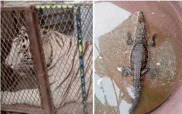 Profepa asegura a un tigre de Bengala y un cocodrilo mantenidos en un autolavado de Ciudad Juárez
