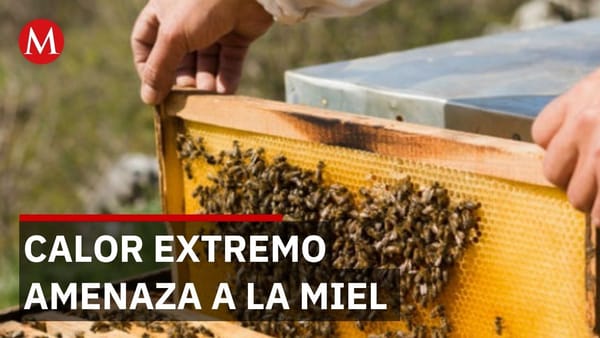 Crisis apícola en Jalisco: Cambio climático y temperaturas extremas amenazan la producción de miel