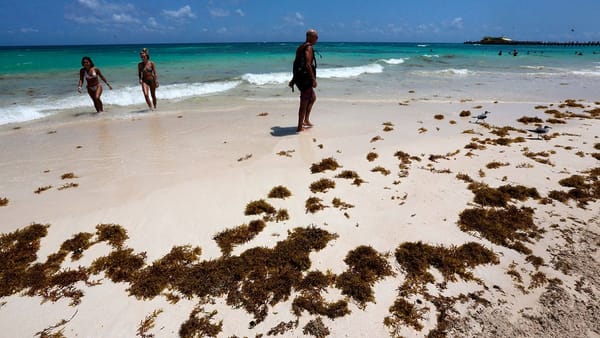 Quintana Roo supera récord histórico de recolección de sargazo y enciende las alarmas en el Caribe mexicano
