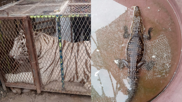 Aseguran a un tigre de Bengala y un cocodrilo dentro de un autolavado en Ciudad Juárez