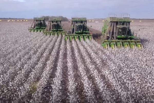 Refuerzan los controles sobre el deslinte de semillas de algodón incorporando cámaras e inteligencia artificial
