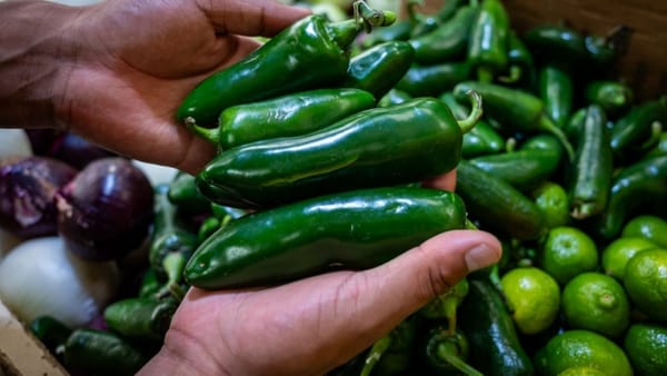 Cofepris descarta presencia de salmonela en empacadora de chiles jalapeños en México