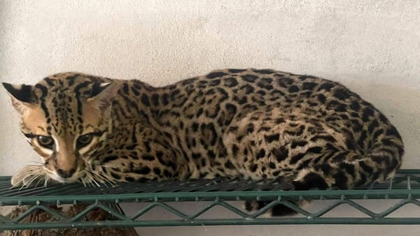 Profepa definirá el destino de más de 130 animales asegurados tras cateo en Tamaulipas
