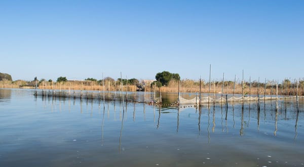 El CSIC lidera el proyecto europeo FLOWSAFE para restaurar ecosistemas tras inundaciones con IA y biorremediación