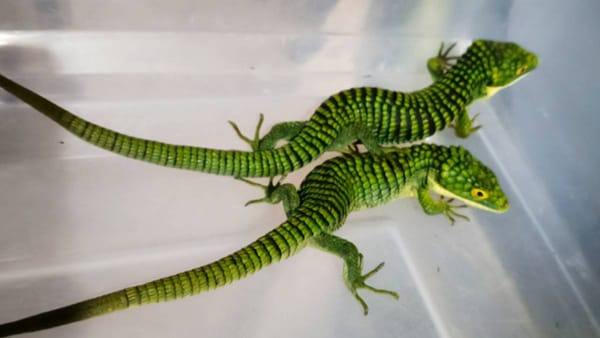 Detienen a mexicano en Tokio por traficar 200 "dragoncitos" ocultos en calcetines