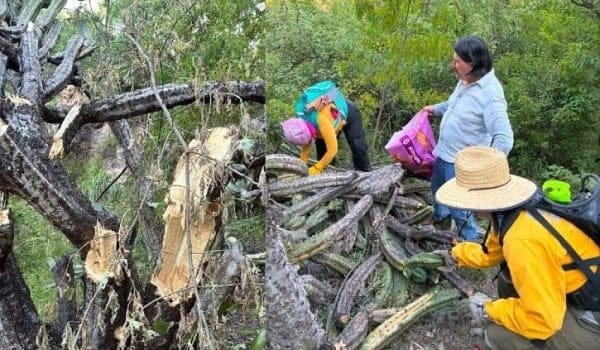Congreso de Guanajuato exige al Gobierno Municipal reparar daños ecológicos a garambullos en La Bufa