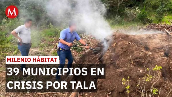 Profepa intensifica operativos contra la tala ilegal en 39 municipios del Estado de México