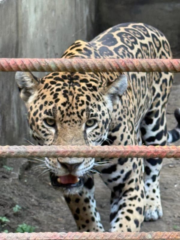 Alarma en Tihuatlán por posible fuga de un jaguar tras operativo de la Profepa