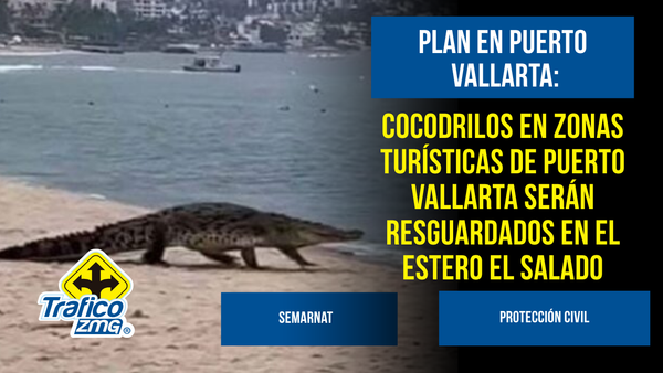 Jalisco planea reubicar en el estero El Salado a cocodrilos desplazados en Puerto Vallarta