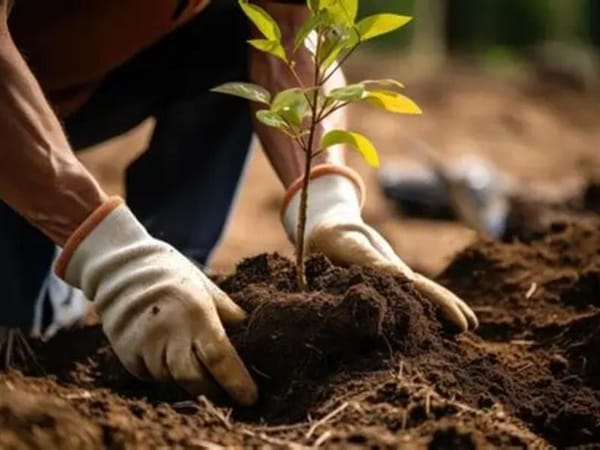 Empalme impulsa acciones de reforestación para mitigar los efectos del cambio climático