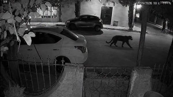 Profepa desmiente la captura de la pantera en Lerdo; continúa operativo de búsqueda