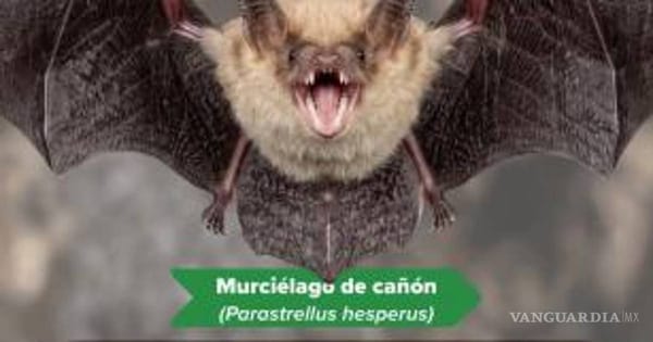 Documentan ocho especies de murciélagos clave para el ecosistema en Maderas del Carmen, Coahuila