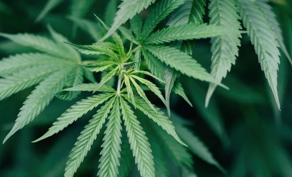 El mercado legal de cannabis en Nueva York supera los 4.100 millones de dólares en ventas