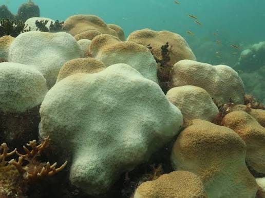 El cambio climático coloca al 44 % de las especies de corales de arrecife al borde de la extinción