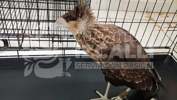 Resguardan y canalizan ante la Profepa a dos aves silvestres rescatadas en Cuautitlán Izcalli