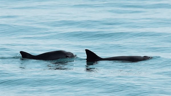 Semarnat reestructura la zona de protección de la vaquita marina para concentrar la vigilancia en el Alto Golfo