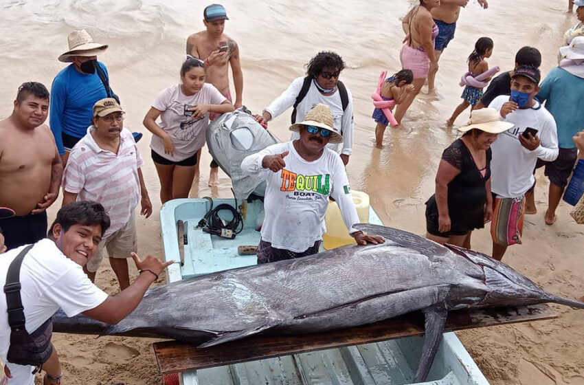 Pescan gran marlín en la Costa de Oaxaca