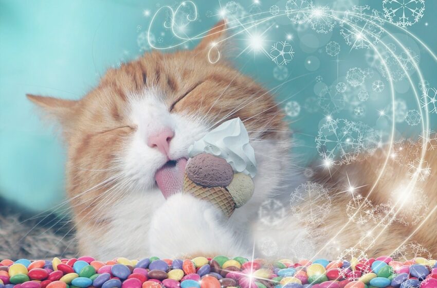  ¿Por qué los gatos no son capaces de sentir el sabor dulce? – Televisa