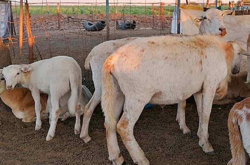  Prevén aumento en el precio de la carne de ovinos – Diario del Yaqui