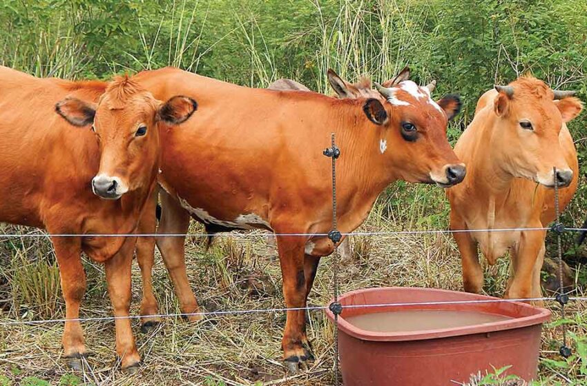  Eructos y gases de vacas ahogan al medio ambiente; agravan el calentamiento global – Excélsior