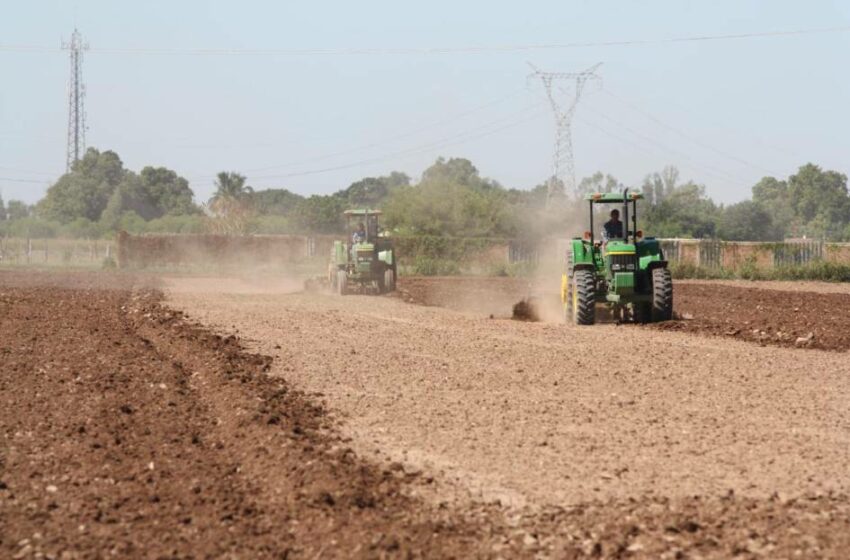  En el Distrito 063 de Guasave prevén sembrar 92 mil hectáreas en este ciclo agrícola