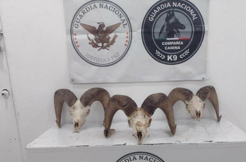  Guardia Nacional asegura tres cráneos de borrego cimarrón en Hermosillo, Sonora – El Universal